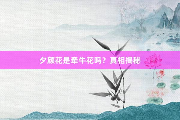 夕颜花是牵牛花吗？真相揭秘